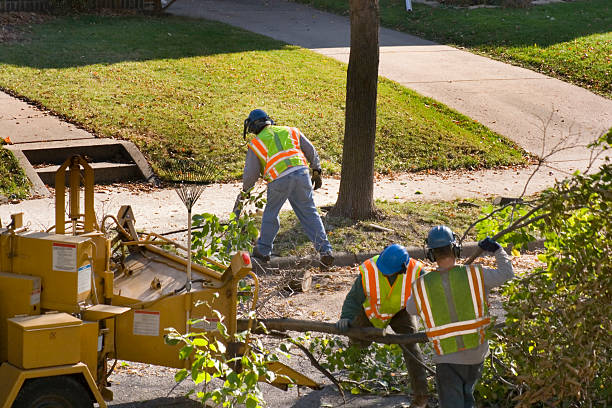 Best Tree Trimming and Pruning  in Gages Lake, IL